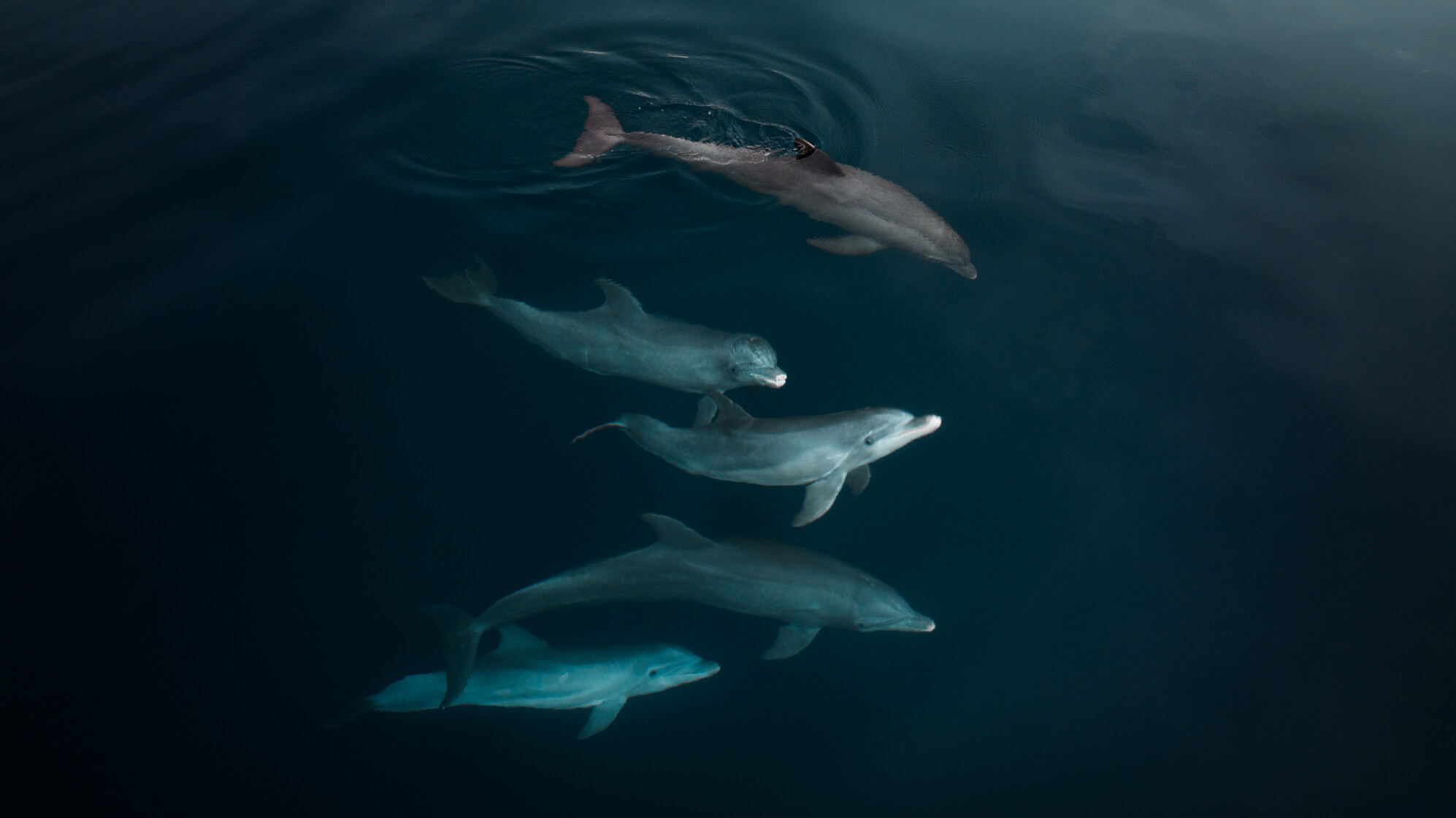 Photograph of dolphins showing the natural colours of the camera 